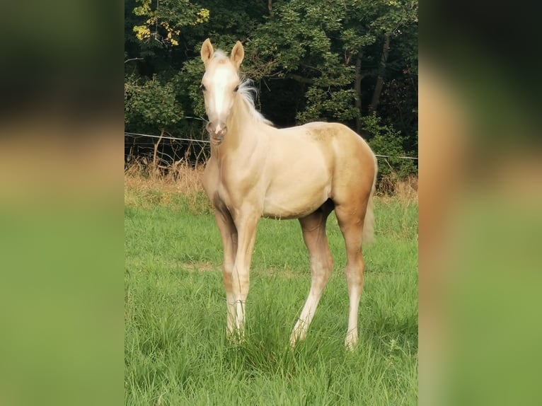 Niemiecki kuc wierzchowy Klacz 11 lat 148 cm Gniada in Vienenburg