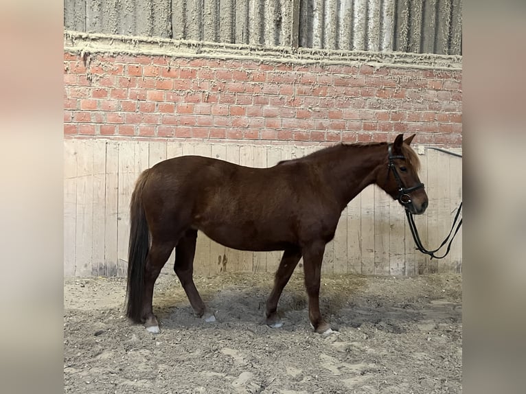 Niemiecki kuc wierzchowy Mix Klacz 11 lat 148 cm Kasztanowata in Birgel