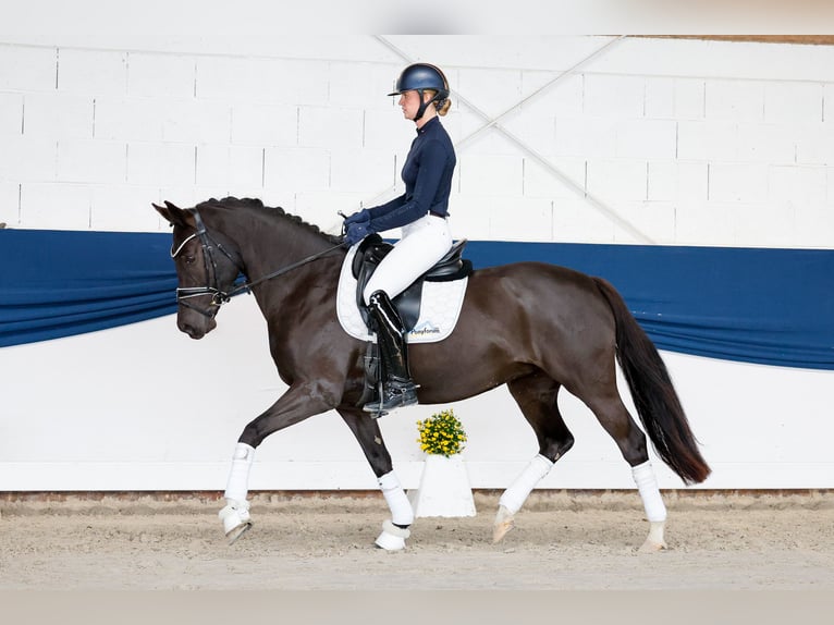 Niemiecki kuc wierzchowy Klacz 11 lat 148 cm Skarogniada in Marsberg