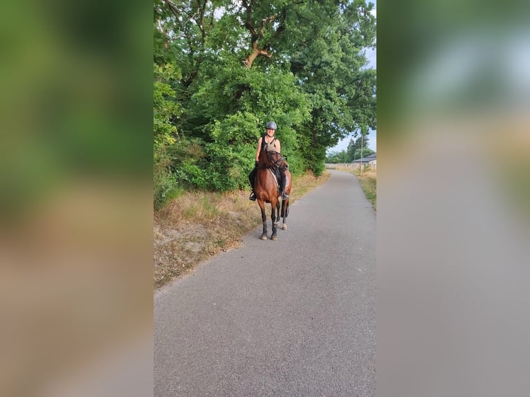 Niemiecki kuc wierzchowy Klacz 11 lat 149 cm Gniada in WaghäuselWaghäusel- Wiesental