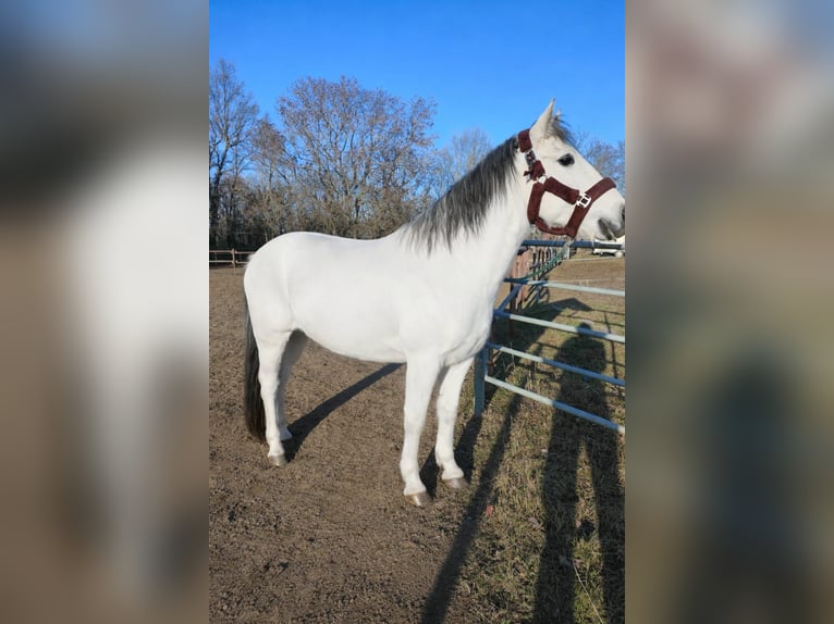 Niemiecki kuc wierzchowy Klacz 11 lat 152 cm Siwa in Vienenburg