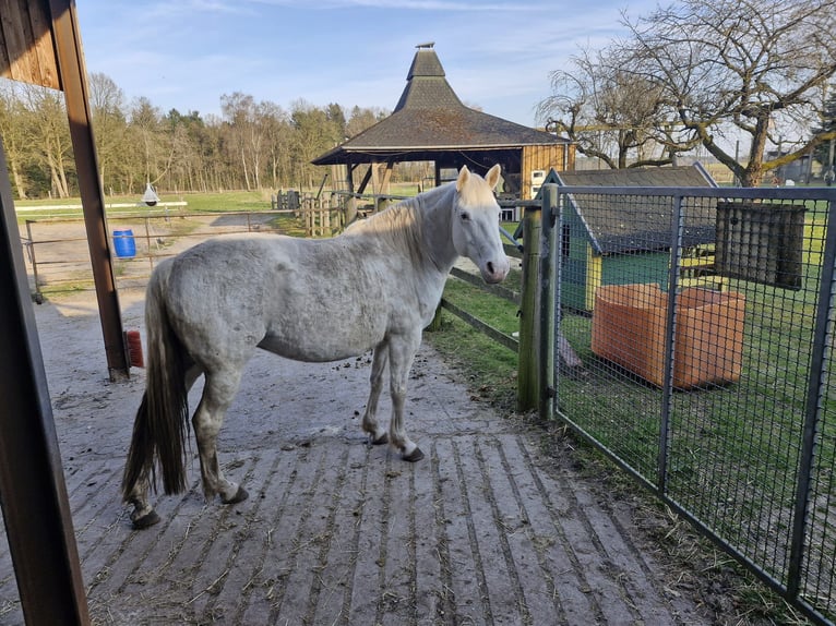 Niemiecki kuc wierzchowy Klacz 11 lat 152 cm Siwa in Wietzendorf