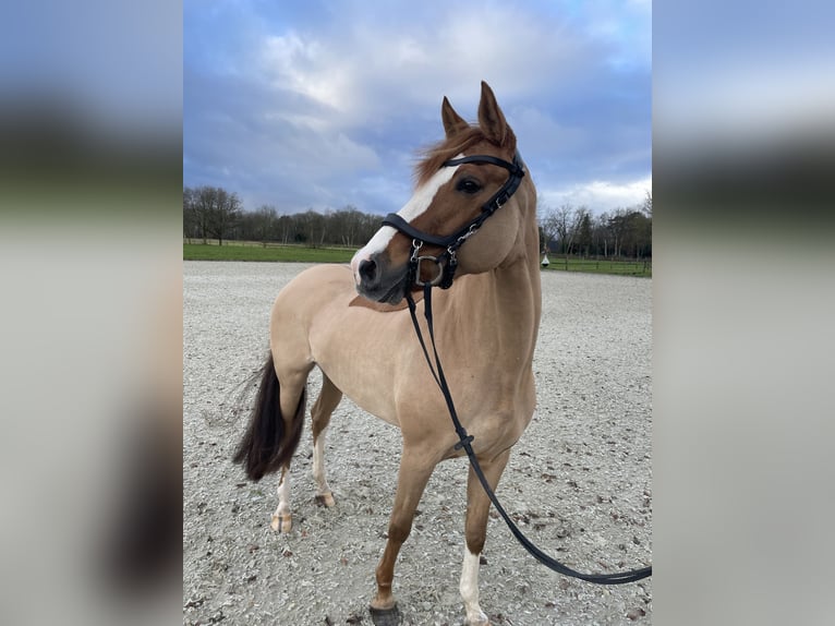 Niemiecki kuc wierzchowy Klacz 11 lat 155 cm Kasztanowata in Wiefelstede