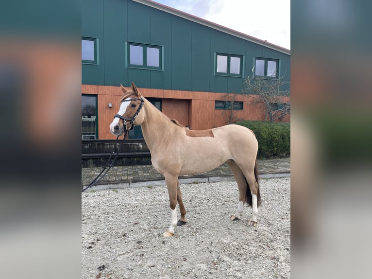 Niemiecki kuc wierzchowy Klacz 11 lat 155 cm Kasztanowata in Wiefelstede