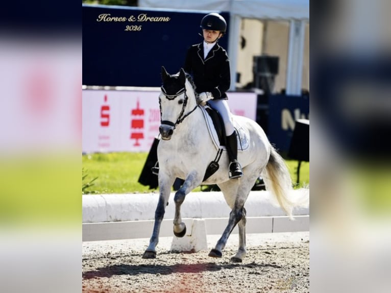 Niemiecki kuc wierzchowy Klacz 12 lat 141 cm Siwa jabłkowita in Wallenhorst