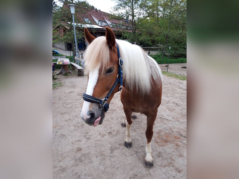 Niemiecki kuc wierzchowy Mix Klacz 12 lat 142 cm Srokata in Buchholz in der Nordheide