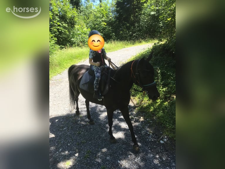 Niemiecki kuc wierzchowy Klacz 12 lat 143 cm Ciemnogniada in Vandans