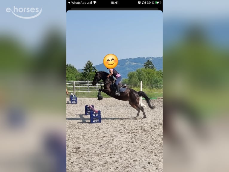 Niemiecki kuc wierzchowy Klacz 12 lat 143 cm Ciemnogniada in Vandans