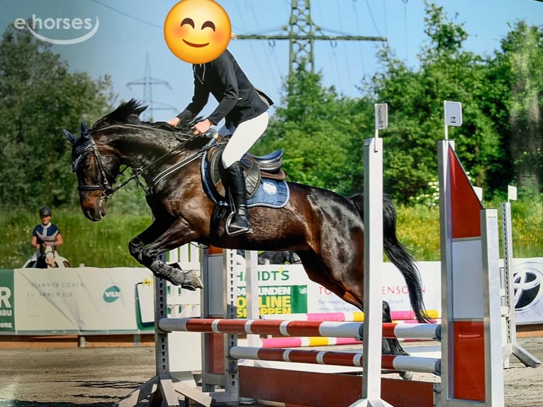 Niemiecki kuc wierzchowy Klacz 12 lat 143 cm Ciemnogniada in Vandans