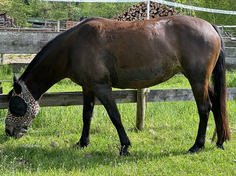 Niemiecki kuc wierzchowy Mix Klacz 12 lat 145 cm Ciemnogniada in Babenhausen