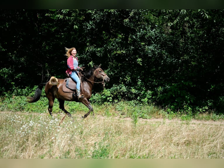 Niemiecki kuc wierzchowy Mix Klacz 12 lat 145 cm Ciemnogniada in Babenhausen