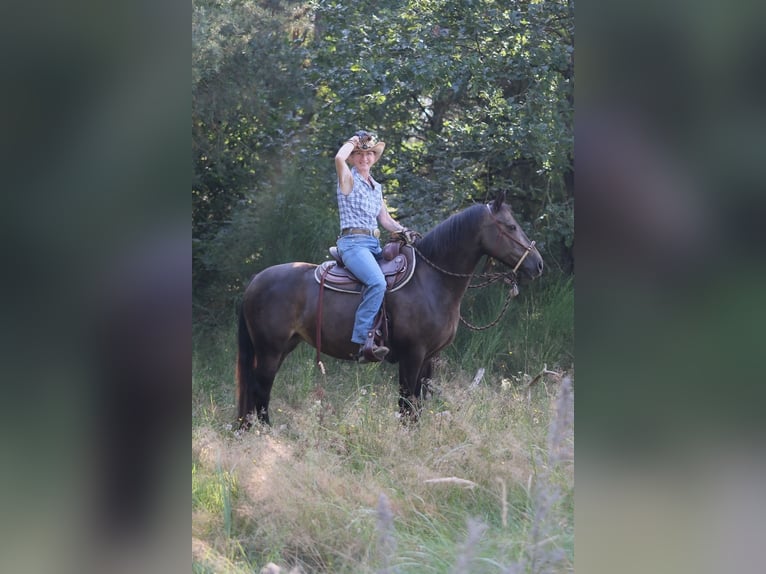Niemiecki kuc wierzchowy Mix Klacz 12 lat 145 cm Ciemnogniada in Babenhausen