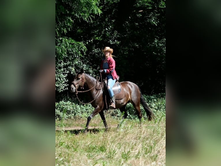 Niemiecki kuc wierzchowy Mix Klacz 12 lat 145 cm Ciemnogniada in Babenhausen