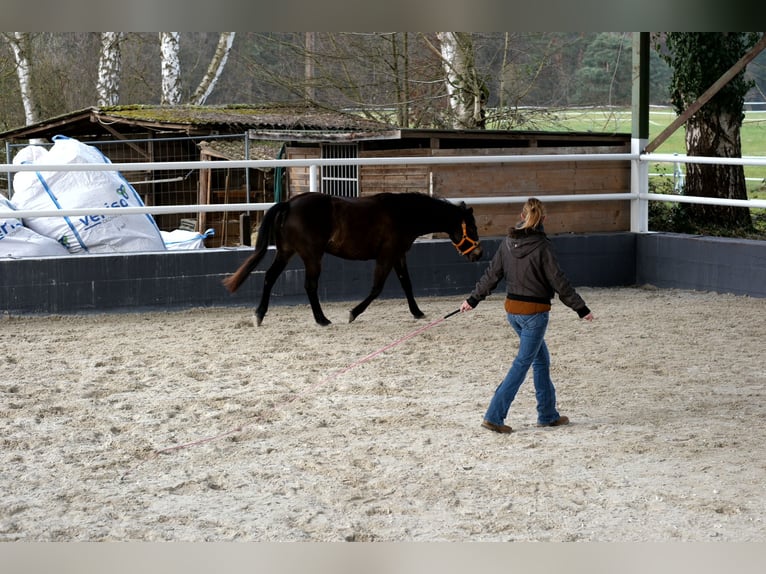Niemiecki kuc wierzchowy Mix Klacz 12 lat 145 cm Ciemnogniada in Babenhausen
