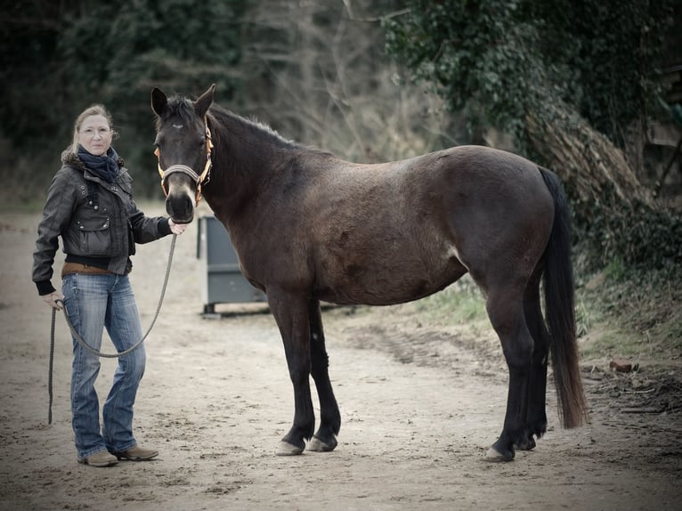 Niemiecki kuc wierzchowy Mix Klacz 12 lat 145 cm Ciemnogniada in Babenhausen