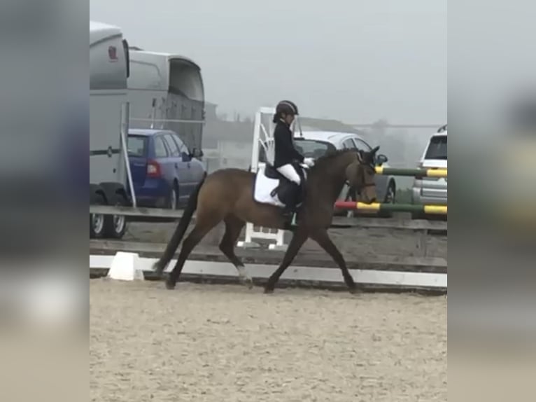 Niemiecki kuc wierzchowy Klacz 12 lat 147 cm Bułana in Interlaken