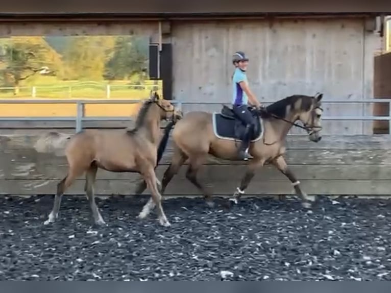 Niemiecki kuc wierzchowy Klacz 12 lat 147 cm Bułana in Interlaken