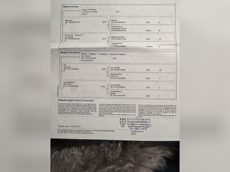 Niemiecki kuc wierzchowy Klacz 12 lat 147 cm in Bakum Niemiecki kuc wierzchowy Klacz 12 lat 147 cm in Bakum