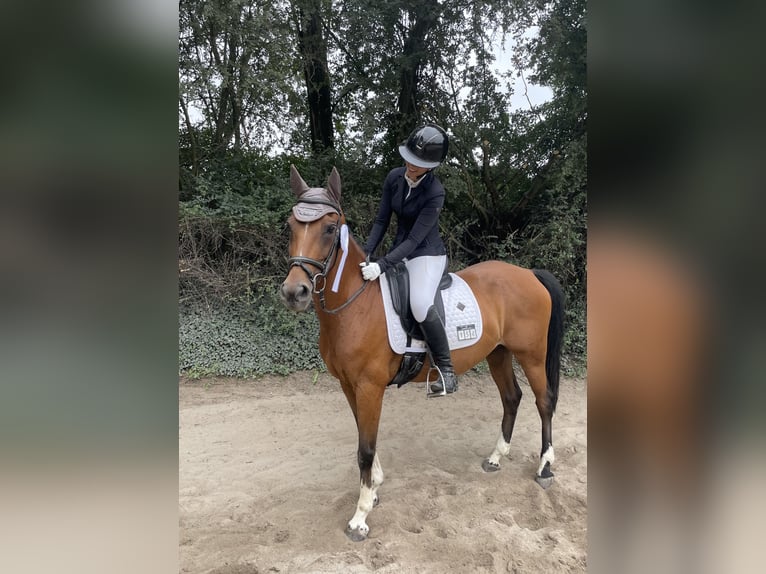 Niemiecki kuc wierzchowy Klacz 12 lat 148 cm Gniada in Kirchberg