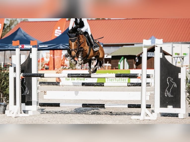 Niemiecki kuc wierzchowy Klacz 12 lat 148 cm Gniada in Kirchberg