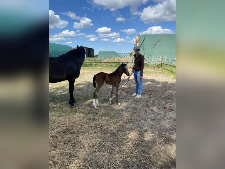 Niemiecki kuc wierzchowy Klacz 12 lat 148 cm Jelenia in Buxtehude