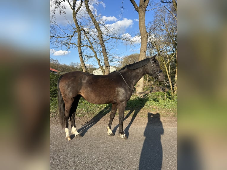 Niemiecki kuc wierzchowy Klacz 12 lat 148 cm Kara in Oldenburg
