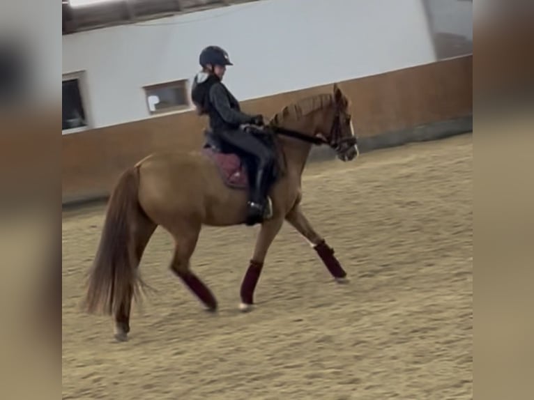 Niemiecki kuc wierzchowy Klacz 12 lat 148 cm Kasztanowata in Usingen