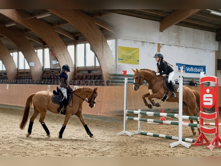 Niemiecki kuc wierzchowy Klacz 12 lat 148 cm Kasztanowata in Usingen