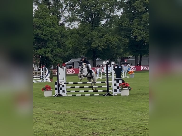 Niemiecki kuc wierzchowy Klacz 12 lat 148 cm Siwa jabłkowita in Fridolfing