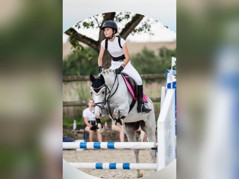 Niemiecki kuc wierzchowy Klacz 12 lat 148 cm Siwa in Overath