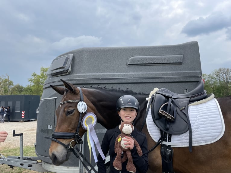 Niemiecki kuc wierzchowy Klacz 12 lat 150 cm Ciemnogniada in Bad Homburg vor der Höhe