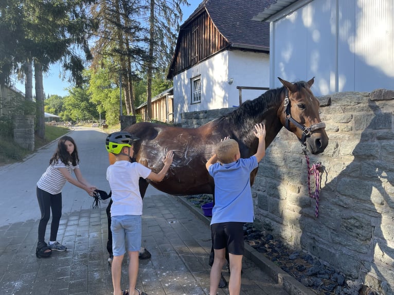 Niemiecki kuc wierzchowy Klacz 12 lat 150 cm Ciemnogniada in Bad Homburg vor der Höhe