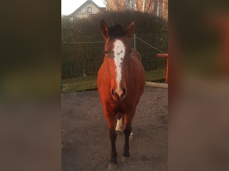 Niemiecki kuc wierzchowy Klacz 12 lat 150 cm Gniada in Blankenheim
