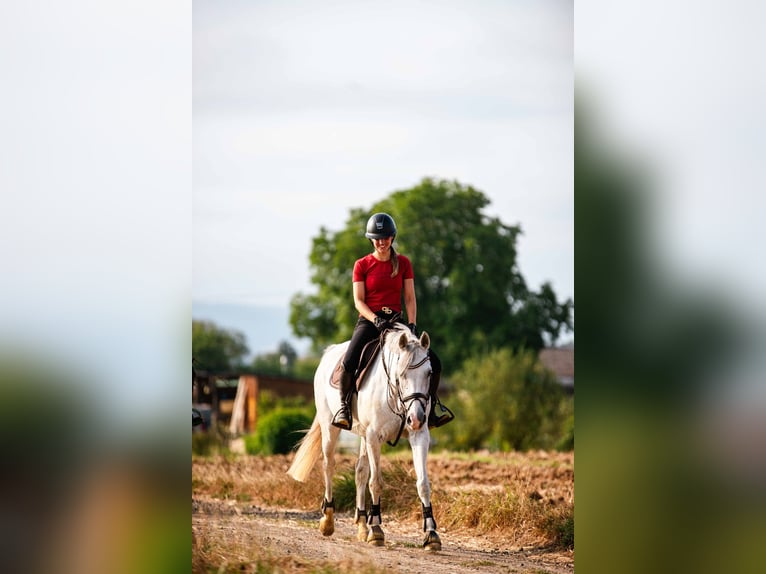 Niemiecki kuc wierzchowy Mix Klacz 12 lat 150 cm Siwa in Neuwied