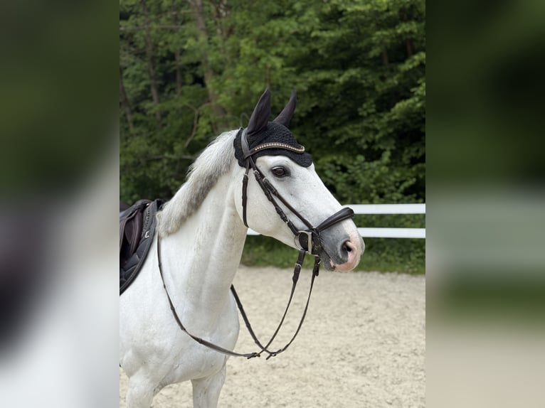 Niemiecki kuc wierzchowy Mix Klacz 12 lat 150 cm Siwa in Neuwied