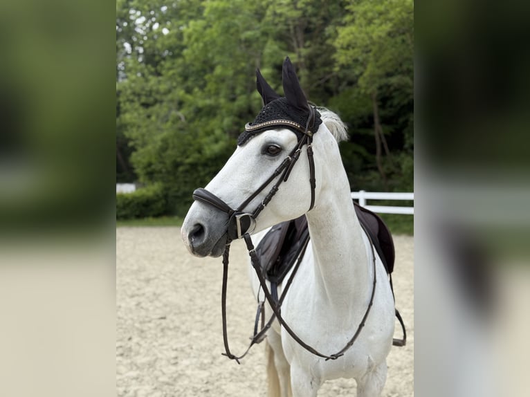 Niemiecki kuc wierzchowy Mix Klacz 12 lat 150 cm Siwa in Neuwied
