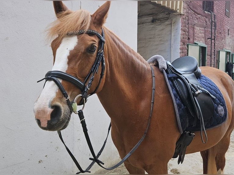 Niemiecki kuc wierzchowy Klacz 12 lat 152 cm Kasztanowata in Niederzier