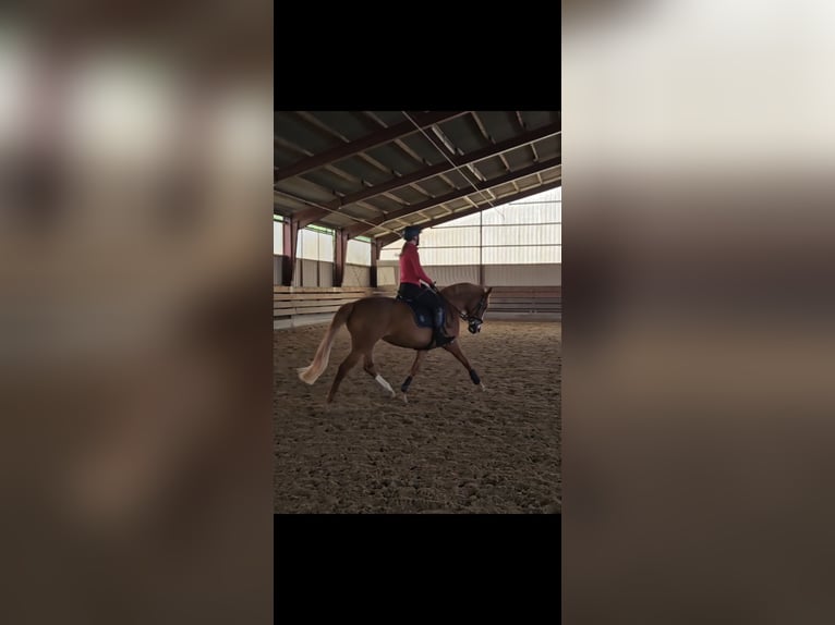 Niemiecki kuc wierzchowy Klacz 12 lat 152 cm Kasztanowata in Niederzier