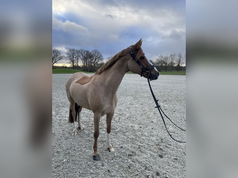 Niemiecki kuc wierzchowy Klacz 12 lat 155 cm Kasztanowata in Wiefelstede