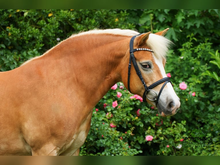 Niemiecki kuc wierzchowy Klacz 13 lat 140 cm Izabelowata in Badbergen