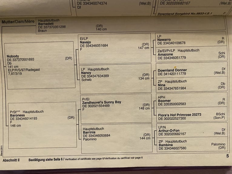 Niemiecki kuc wierzchowy Klacz 13 lat 141 cm Skarogniada in Dreieich