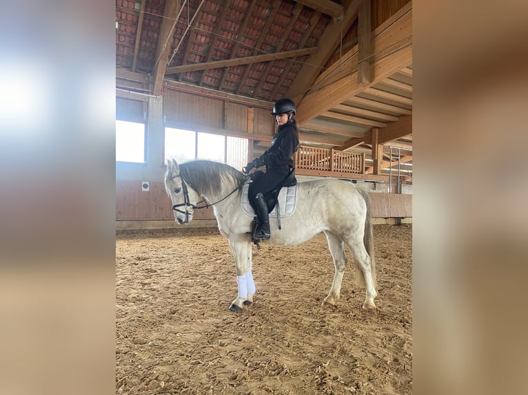 Niemiecki kuc wierzchowy Klacz 13 lat 142 cm Siwa in Aalen