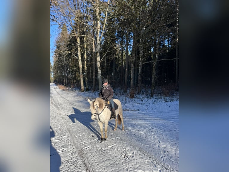 Niemiecki kuc wierzchowy Klacz 13 lat 142 cm Siwa in Aalen