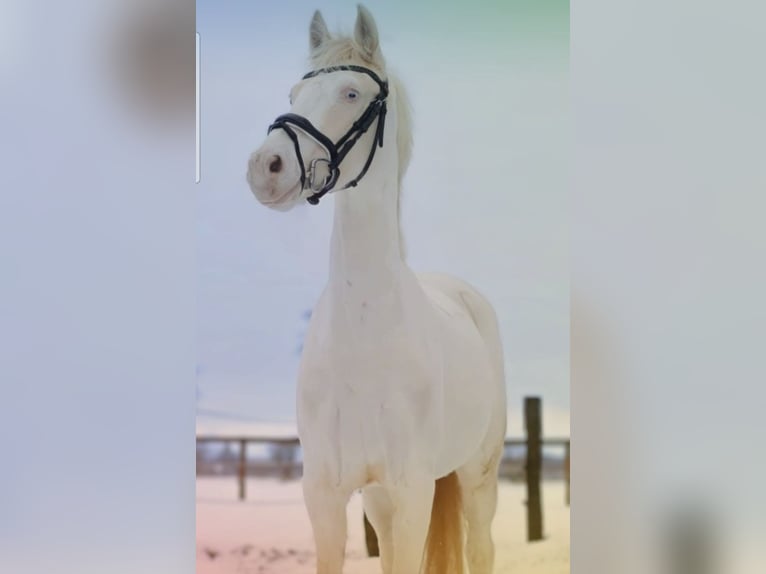 Niemiecki kuc wierzchowy Klacz 13 lat 143 cm Cremello in Halbemond