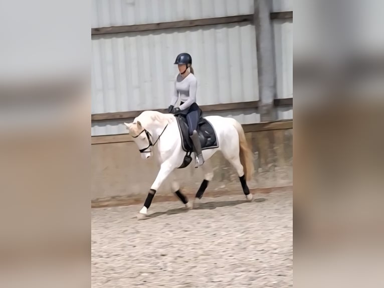 Niemiecki kuc wierzchowy Klacz 13 lat 143 cm Cremello in Halbemond