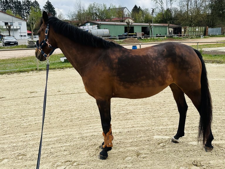 Niemiecki kuc wierzchowy Klacz 13 lat 144 cm Gniada in Schiffweiler