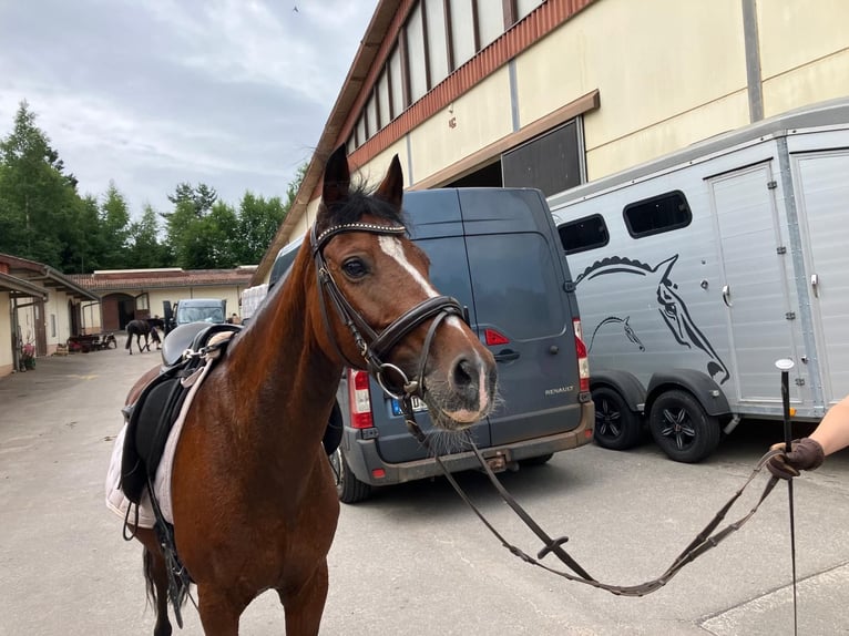 Niemiecki kuc wierzchowy Klacz 13 lat 144 cm Gniada in Schiffweiler