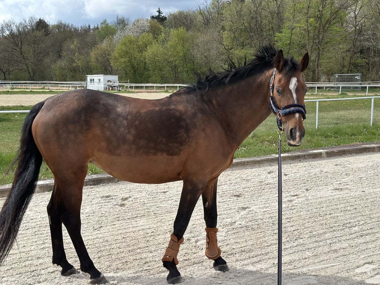 Niemiecki kuc wierzchowy Klacz 13 lat 144 cm Gniada in Schiffweiler