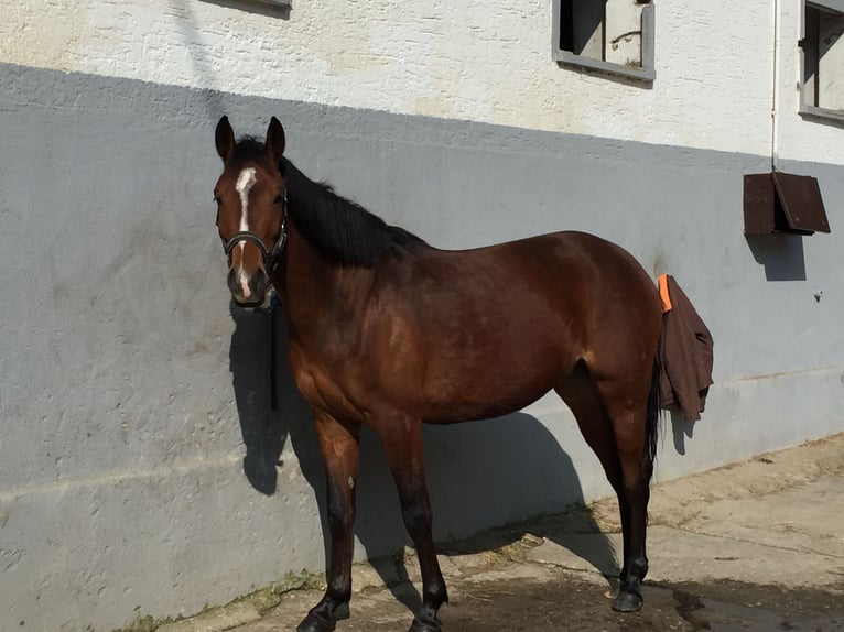 Niemiecki kuc wierzchowy Klacz 13 lat 144 cm Gniada in Schiffweiler