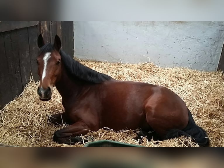 Niemiecki kuc wierzchowy Klacz 13 lat 144 cm Gniada in Schiffweiler